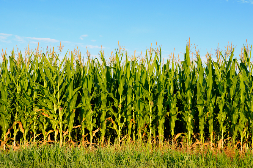crops clipart corn field