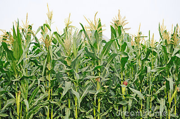 Agriculture corn field.