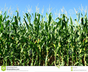Corn field clipart.
