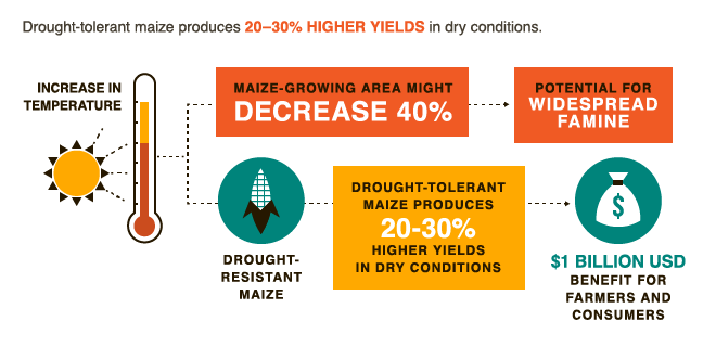 Droughttolerant maize boosting.