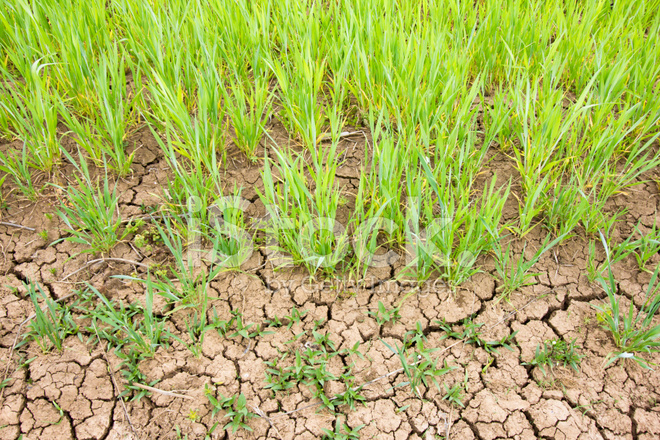 Drought Destroy Crops Stock Photos