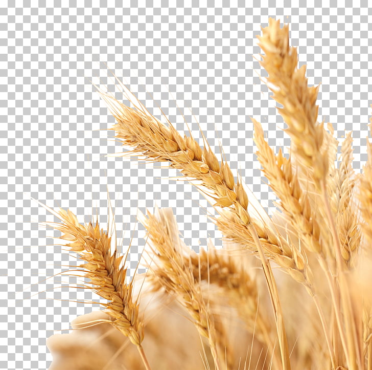 Wheat harvest crop.