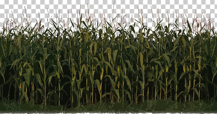 Maize Sweet corn Crop, Corn Plant , green plants PNG clipart