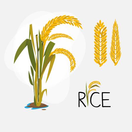 crops clipart paddy