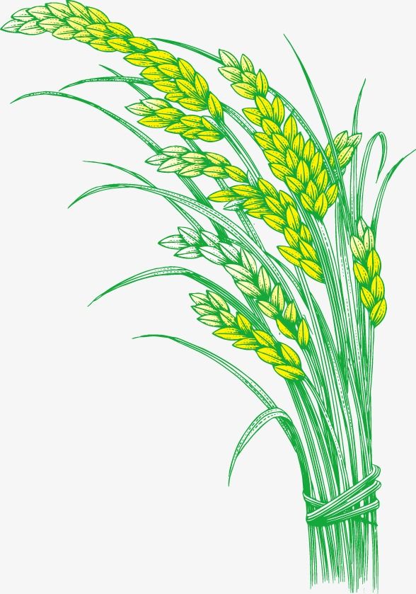 Paddy Rice Rice Hedao Rice, Rice Clipart, Paddy, Rice PNG