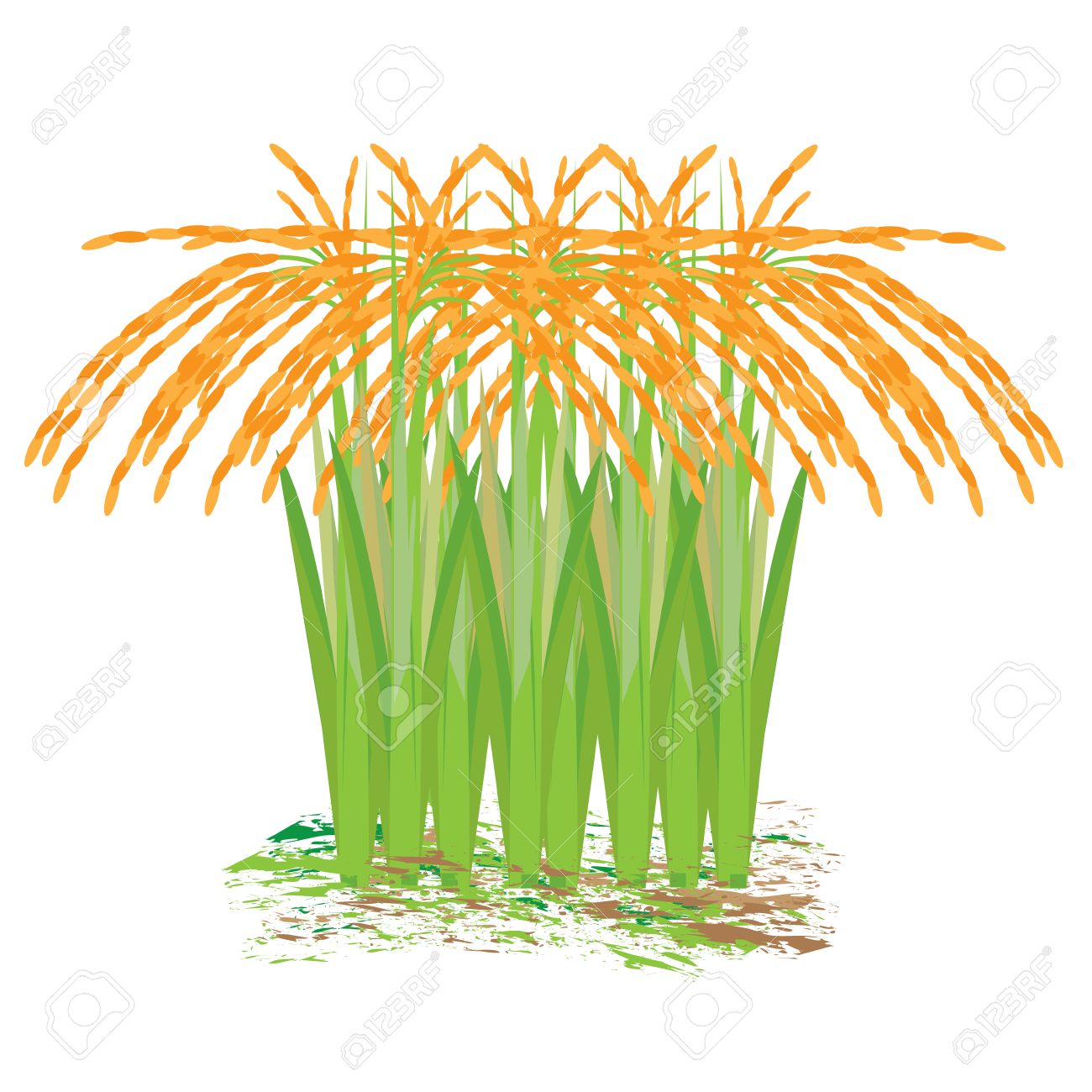 Paddy crop clipart.