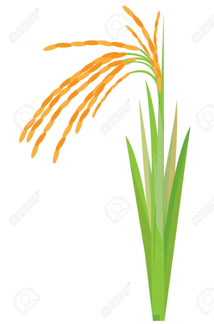 Paddy crop clipart