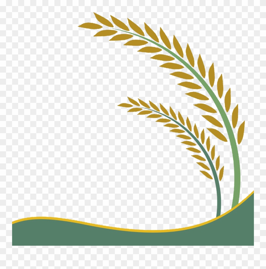 Paddy Field Oryza Sativa Rice Crop Clip Art