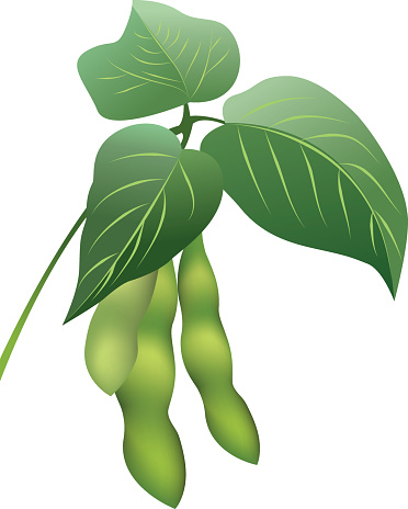 Free Soybean Stalk Cliparts, Download Free Clip Art, Free
