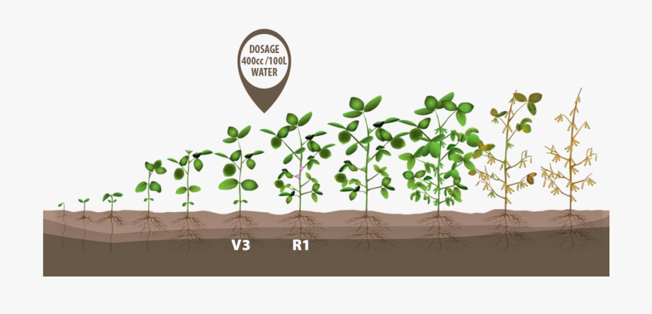 Plant Soybeans Crop Bean Growth Green Growing Clipart