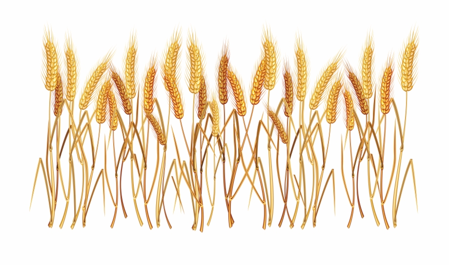 Fall Crops Png