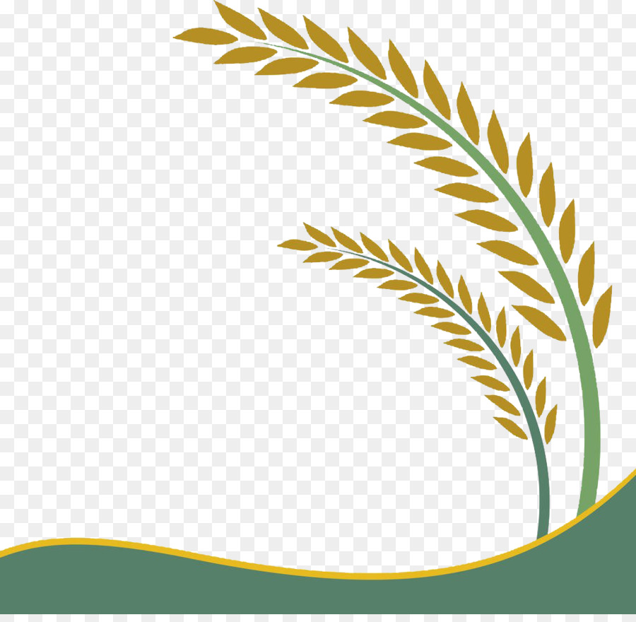 Paddy Field Oryza Sativa Rice Crop Clip