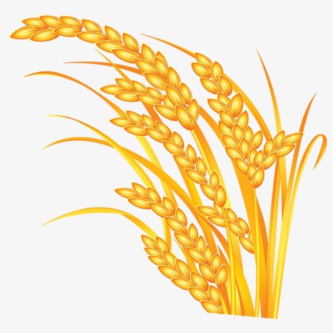 Wheat crops clipart