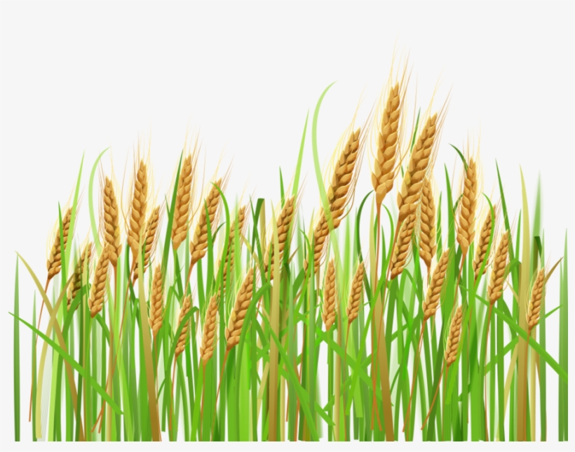 Download tanaman gandum.