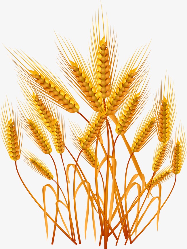 Wheat, Wheat Clipart, Vector Wheat, Crop
