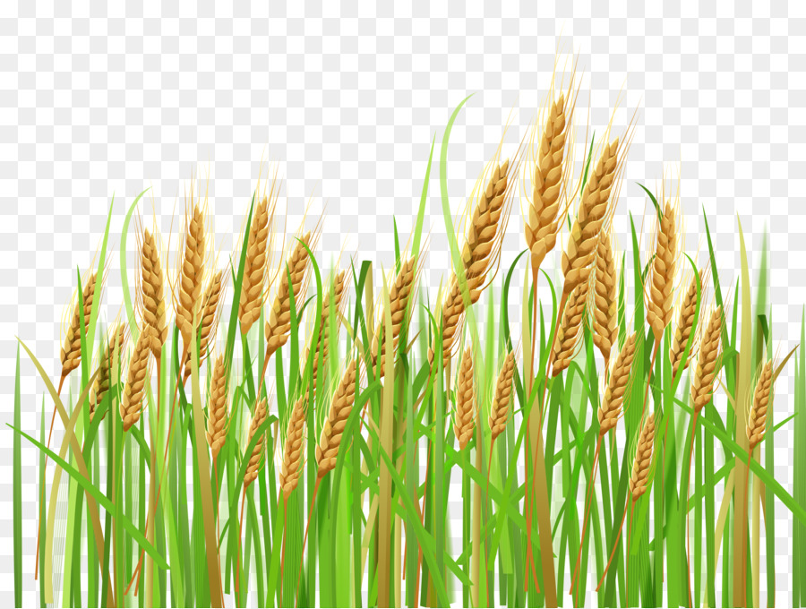 crops clipart wheat grass