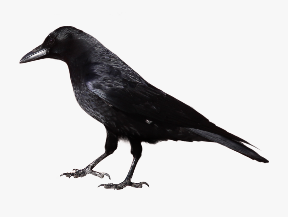 Crow clipart crow.