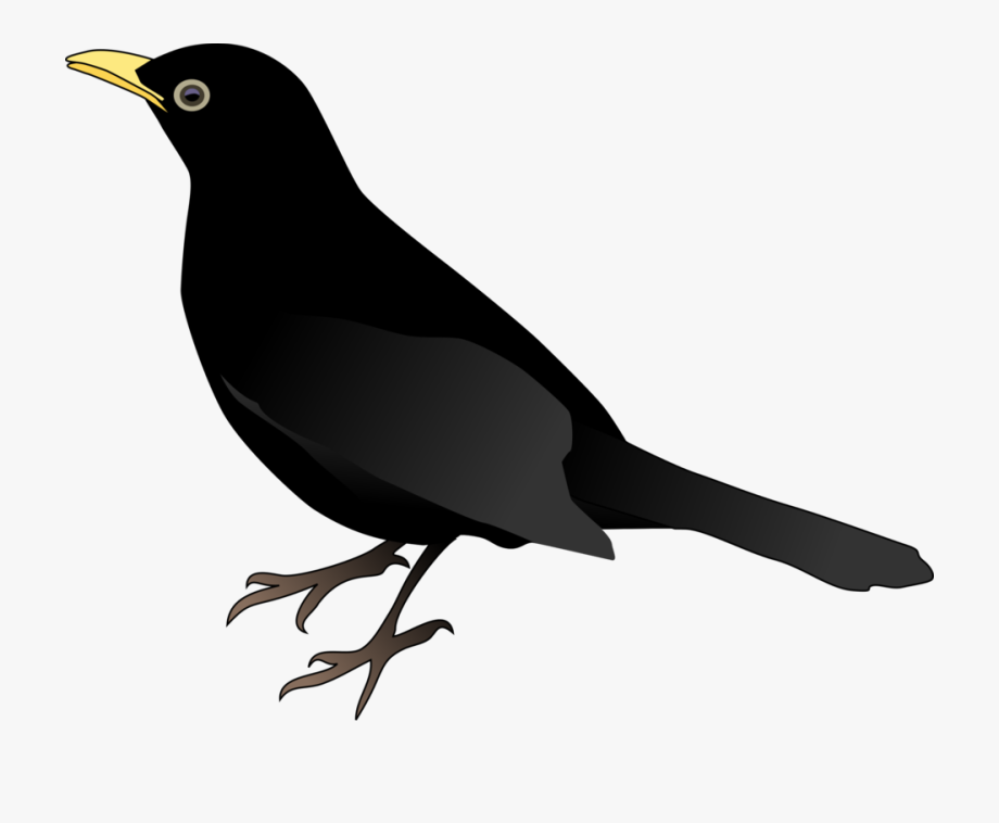 Clip Art Free Download Crow Clipart Blackbird