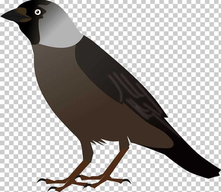 Crows Bird Drawing PNG, Clipart, Animals, Beak, Bird, Bird