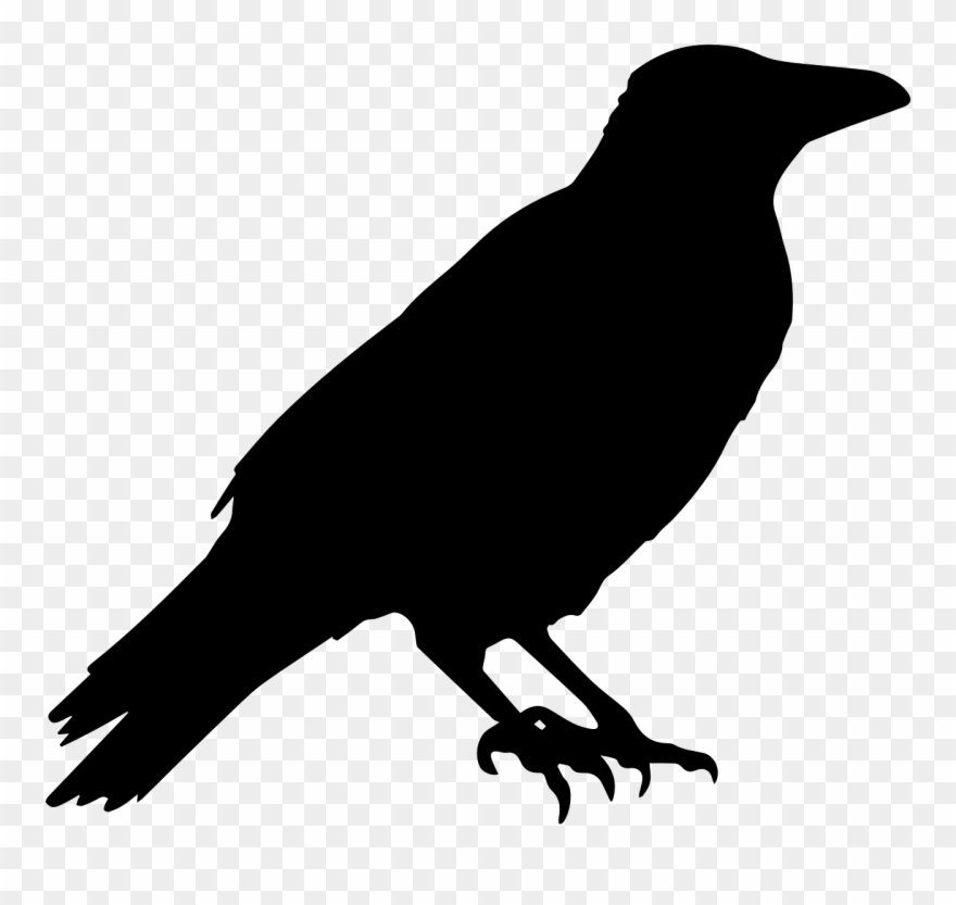 Crow raven animal.