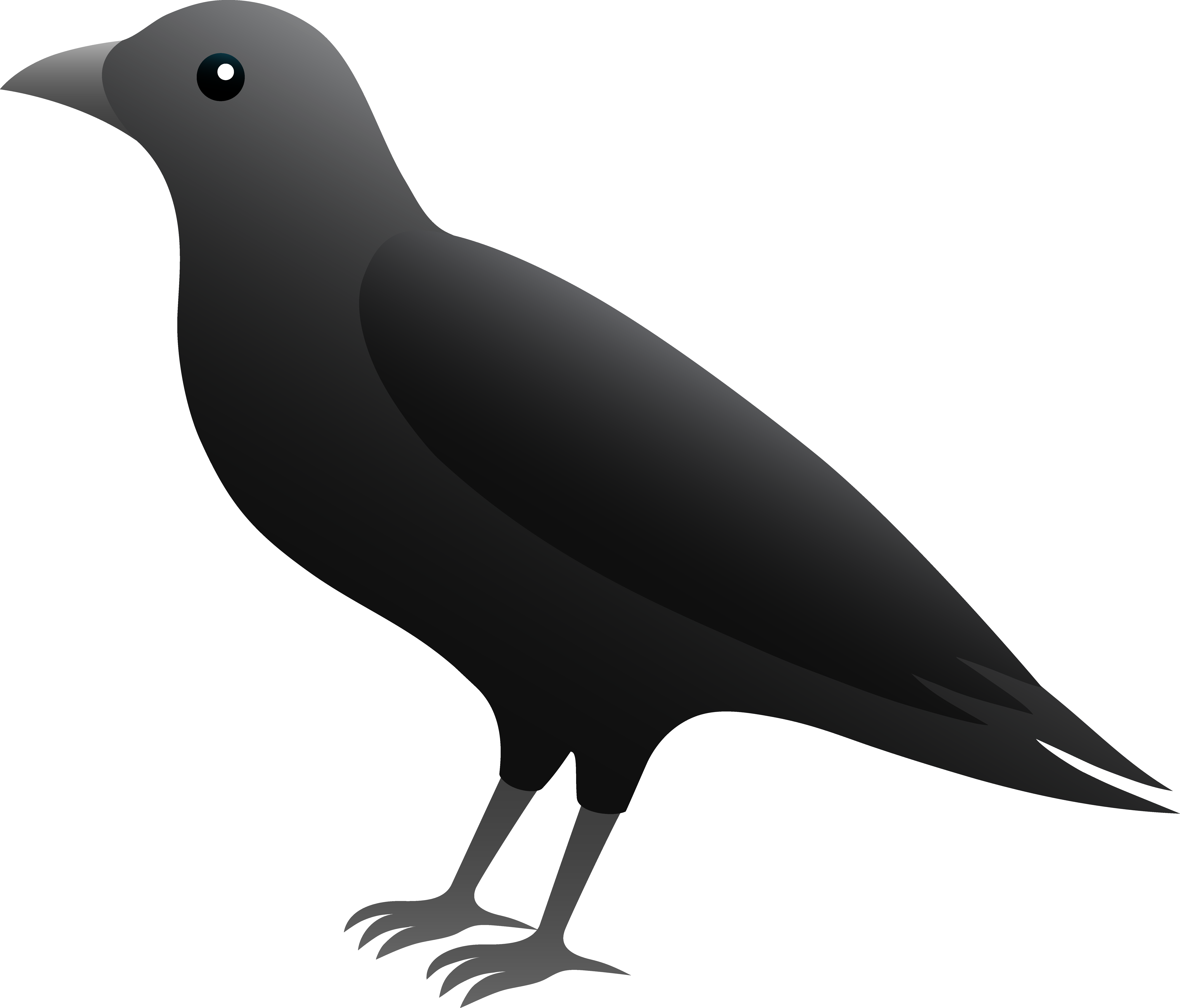 Free crow bird.