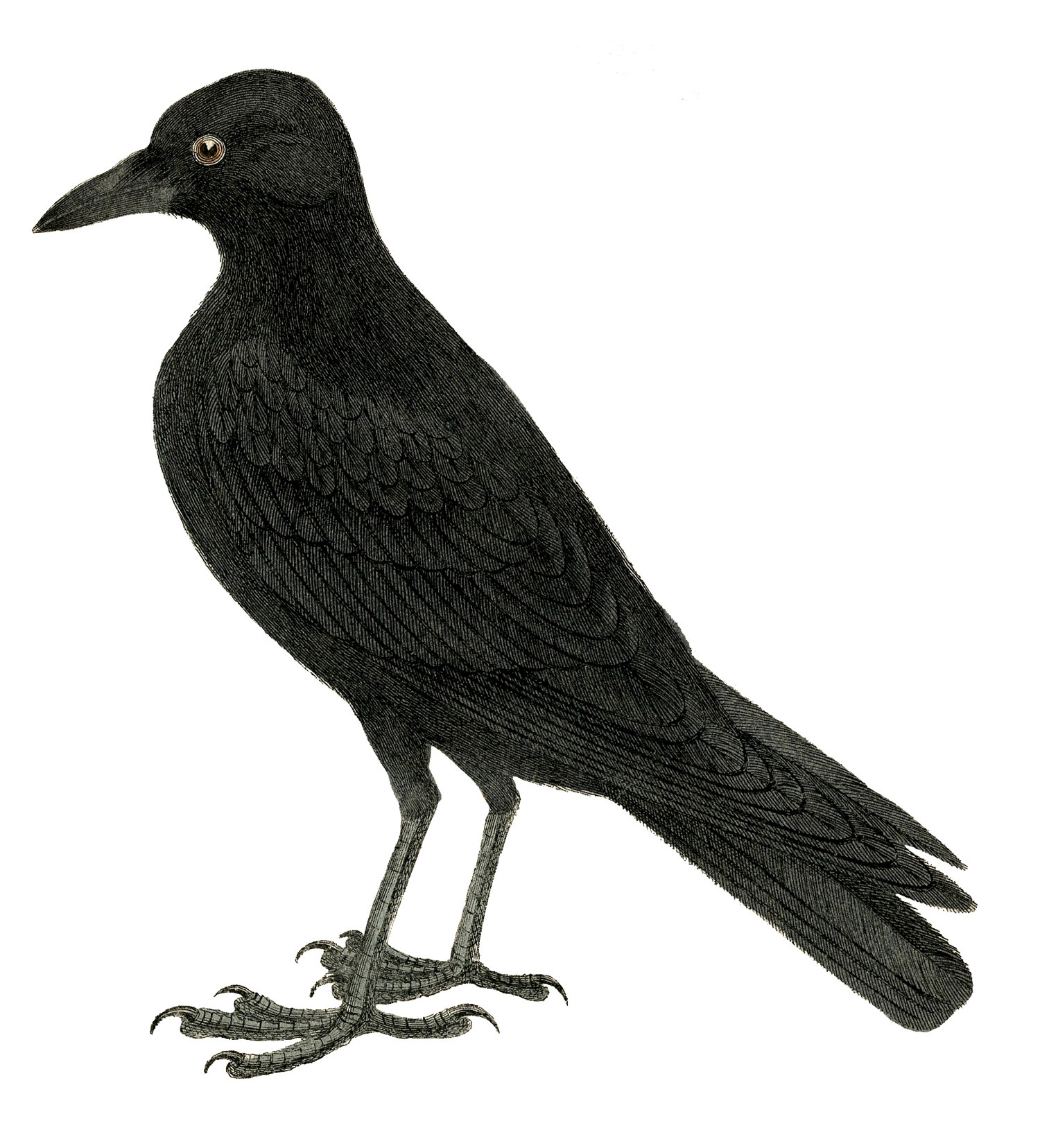 9 Crow Images