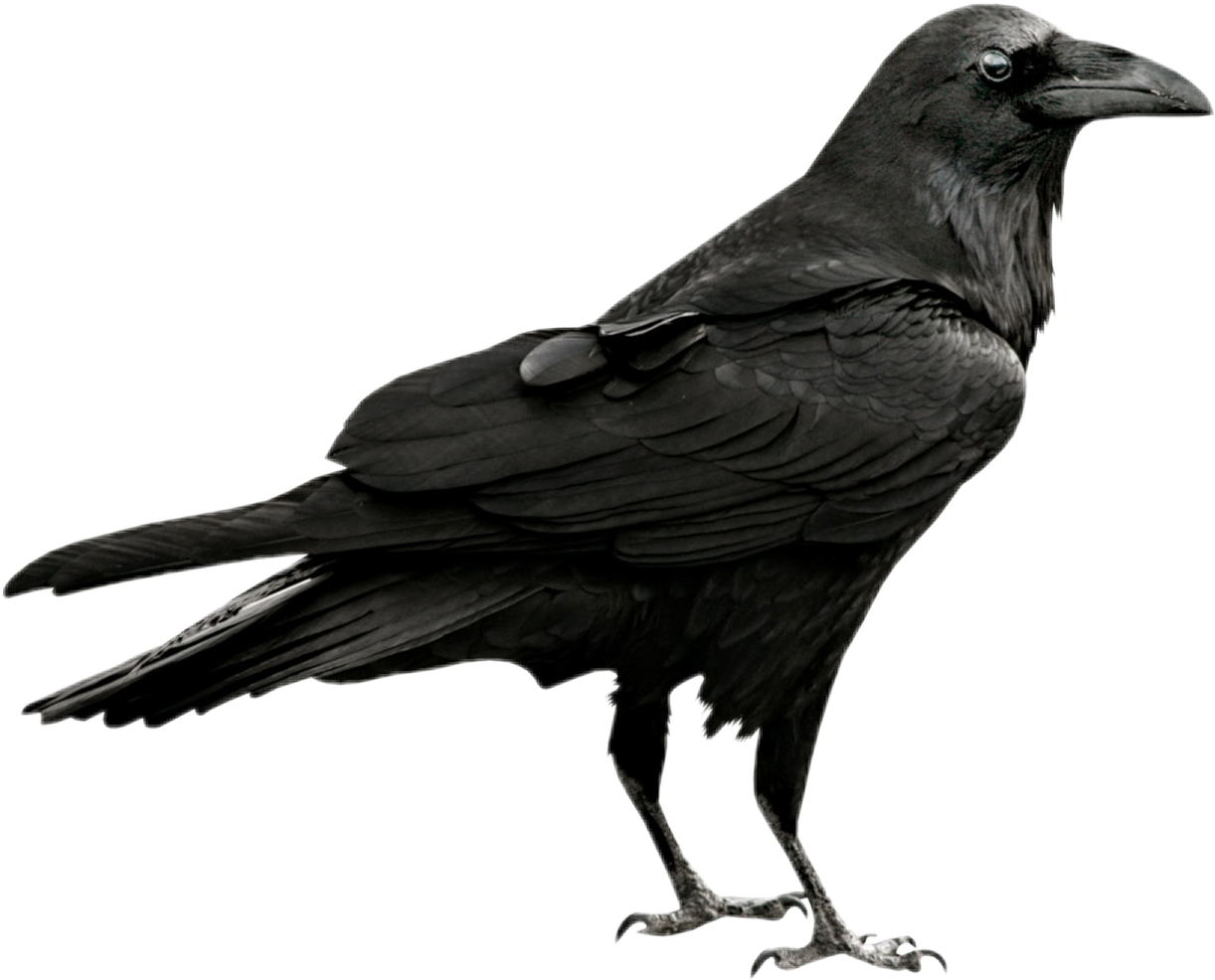 Crow clipart 841796.