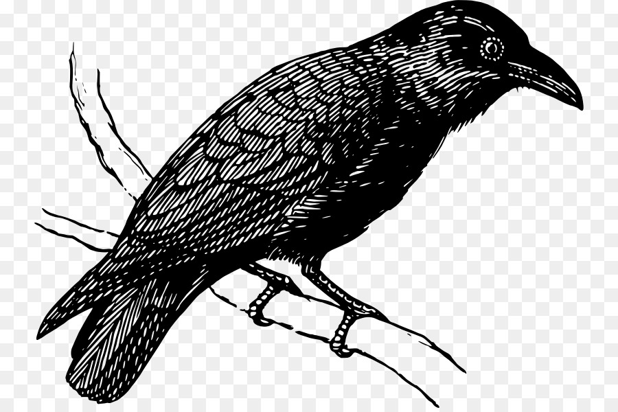 Drawing american crow.