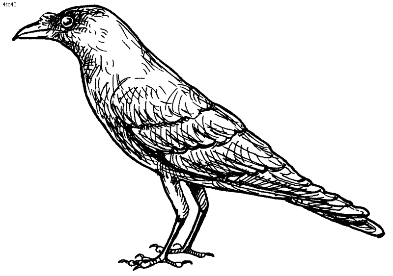 Free crow cliparts.