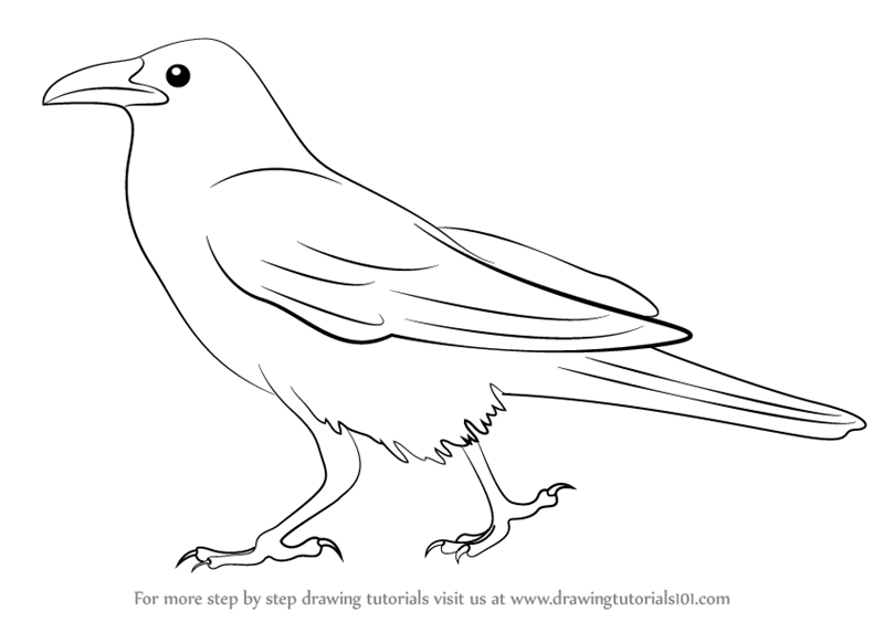 Crow clipart easy draw, Crow easy draw Transparent FREE for