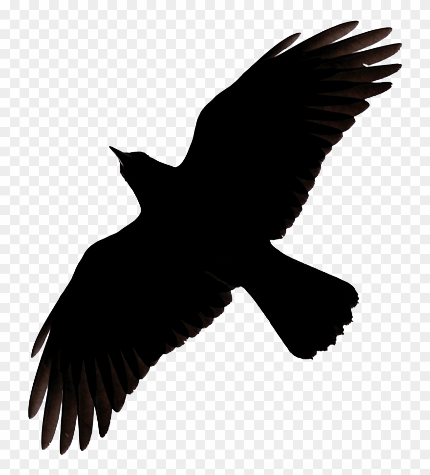 Flying crow raven.