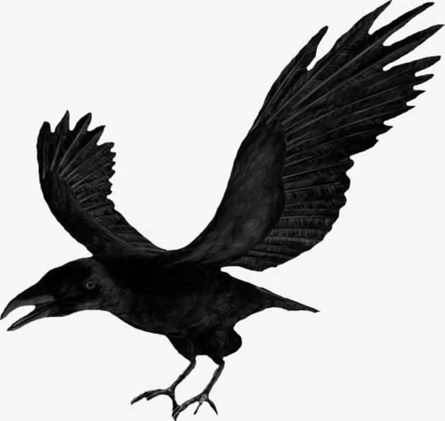Halloween Crow Wings PNG, Clipart, Black, Crow, Crow Clipart