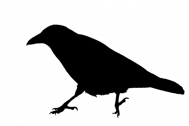 Crow bird silhouette.