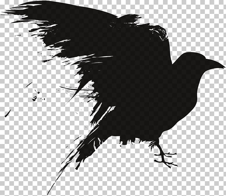 Crow Photography Drawing, rave PNG clipart