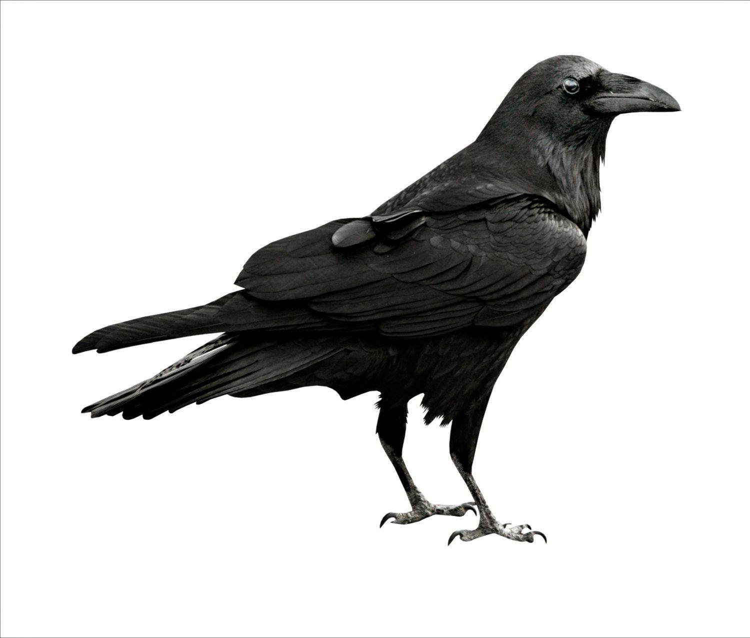 BLACK BIRD IMAGE, Crow Image, Crow Cutout, Bird Cutout