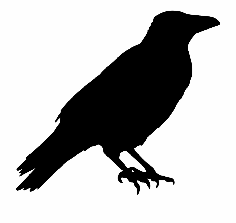 Crow raven animal.