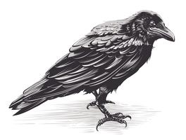 Crow free vector.