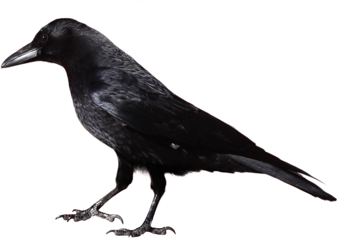 Crow clipart 29514.