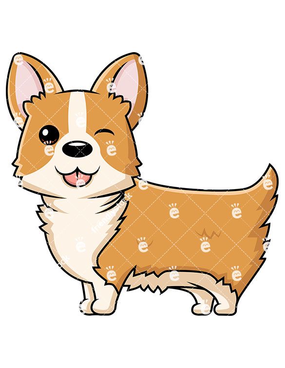 Cute corgi dog.