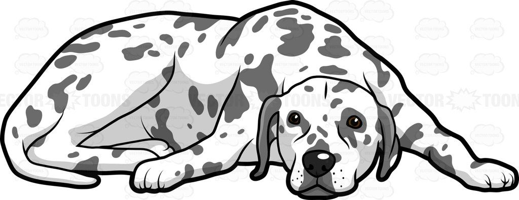 An Adult Dog With Spots Lying Down On The Floor To Get Some