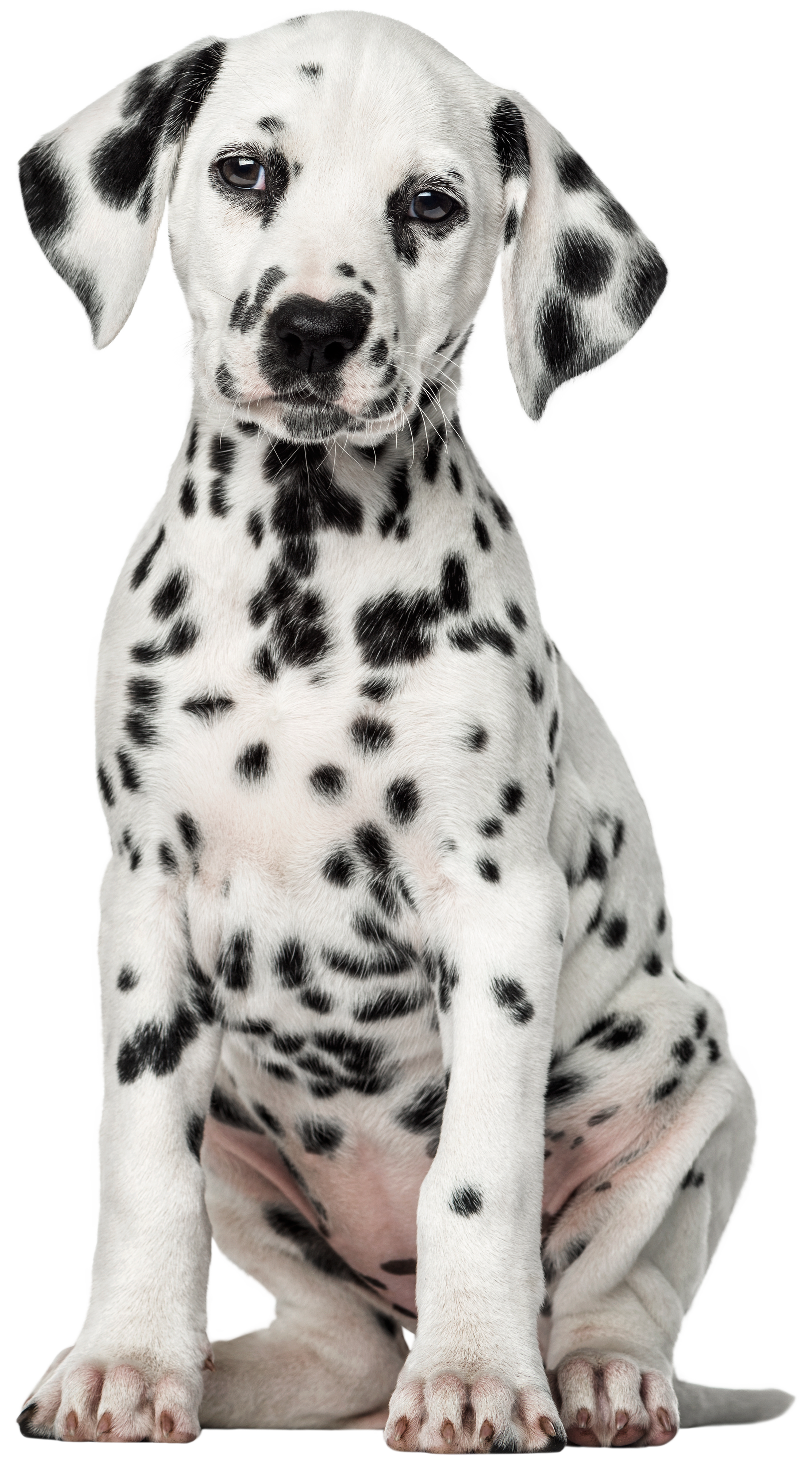 Dalmatian Dog PNG Clip Art