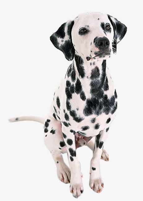 Dalmatians Sitting On The Ground PNG, Clipart, Animal