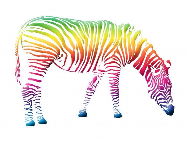 Zebra kolorowe clipart.