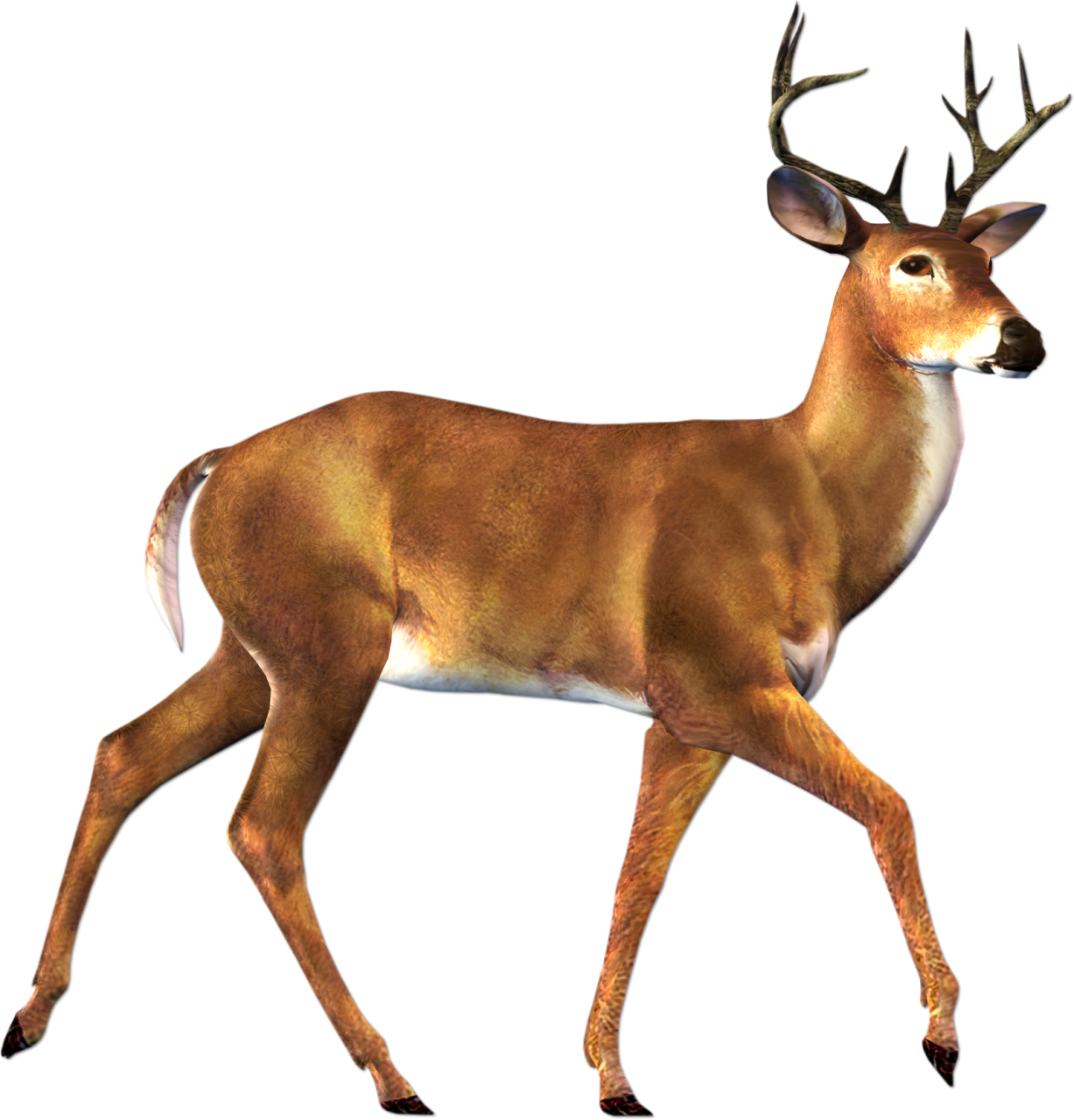Deer buck clipart free clip art images image