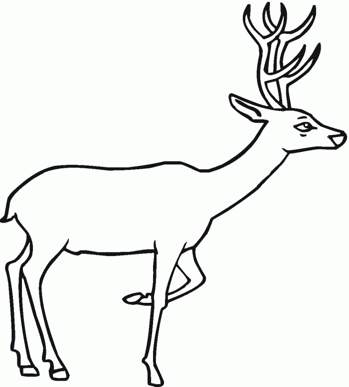 Free Free Deer Pictures, Download Free Clip Art, Free Clip