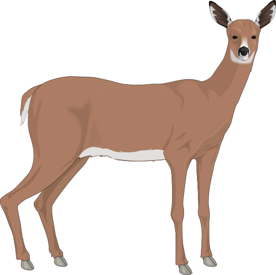 Free Realistic Reindeer Cliparts, Download Free Clip Art