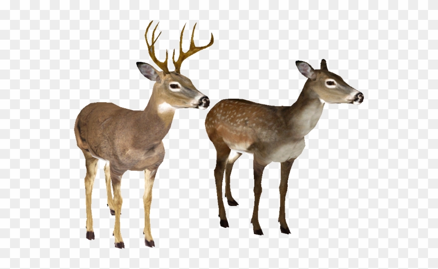 Deer No Background
