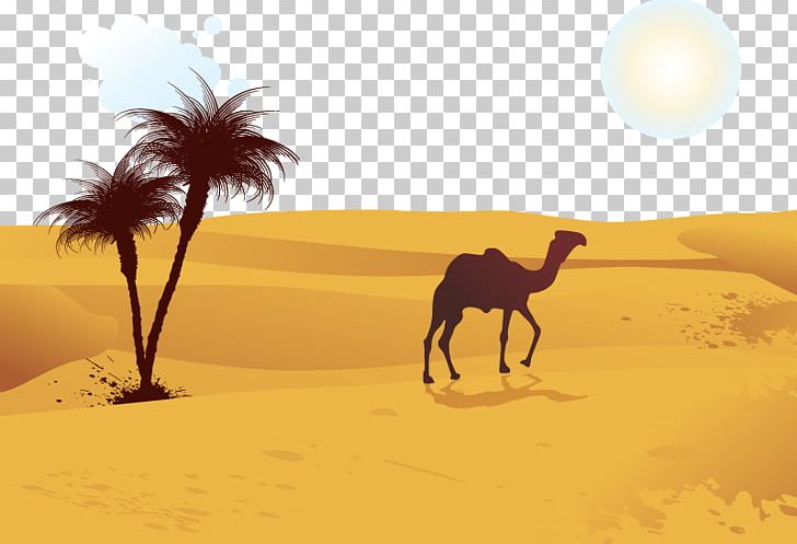 Camel desert picture.