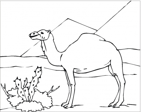 Free Drawing Of Animal Camel In Desert, Download Free Clip