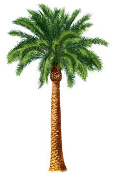Desert palm tree.